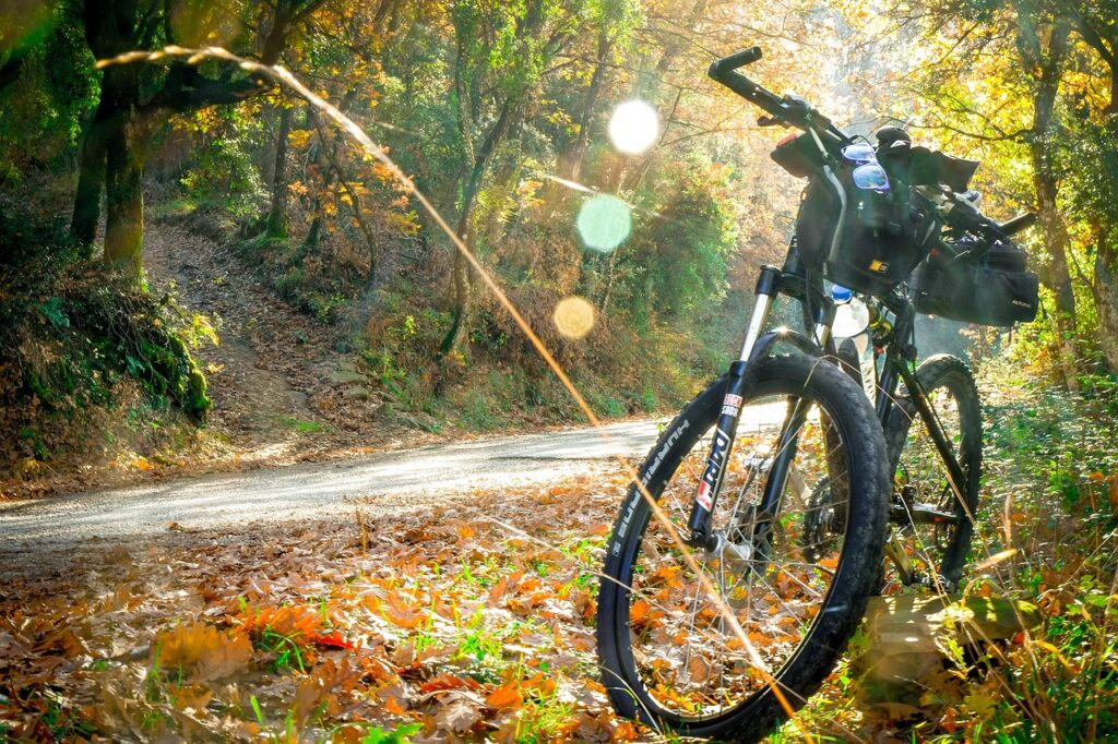 Big Bear Mountain Bike Forest