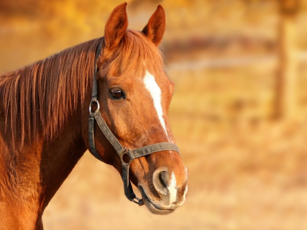 Big Bear Horse