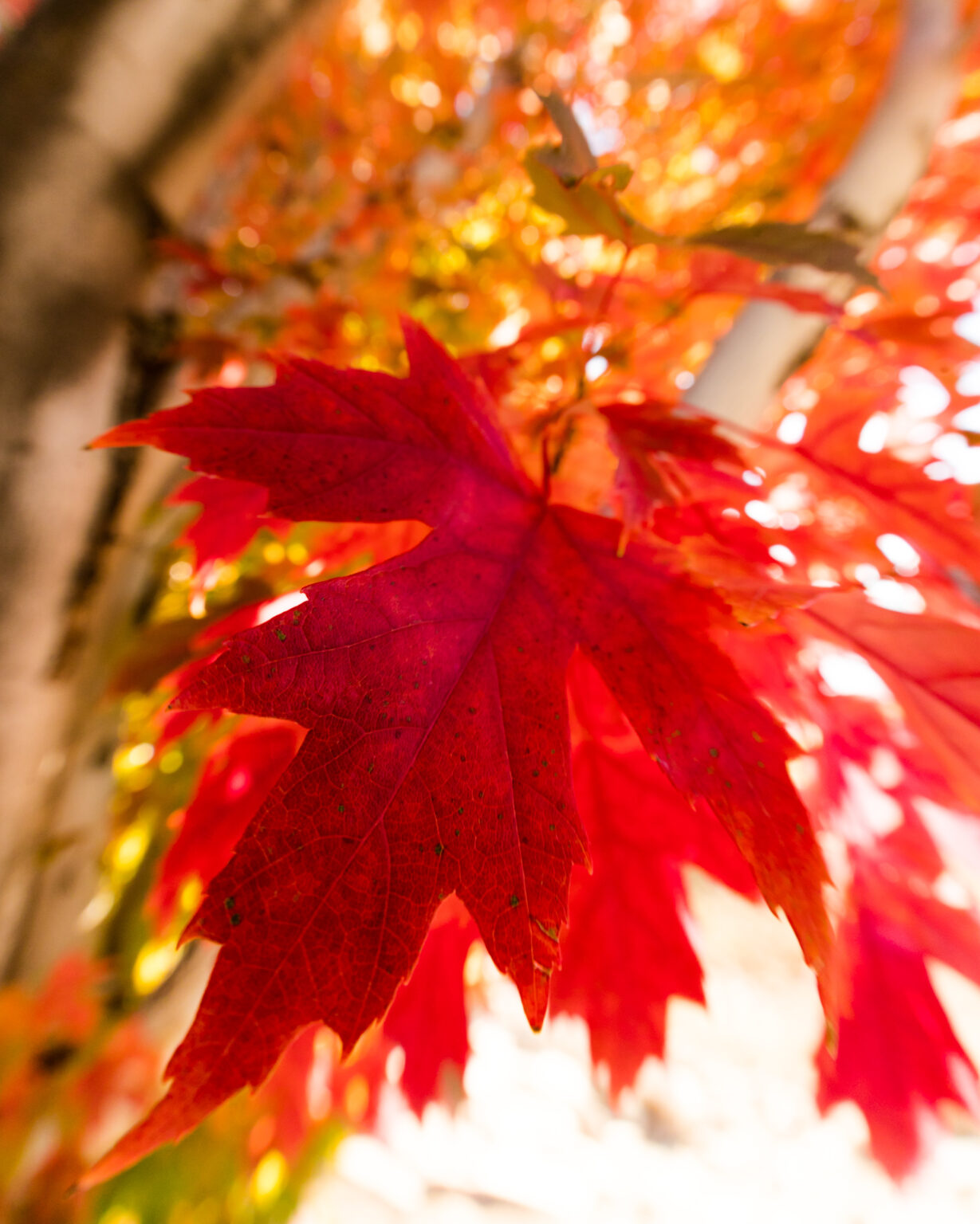 Experience Big Bear Fall Bucket List Big Bear Vacations