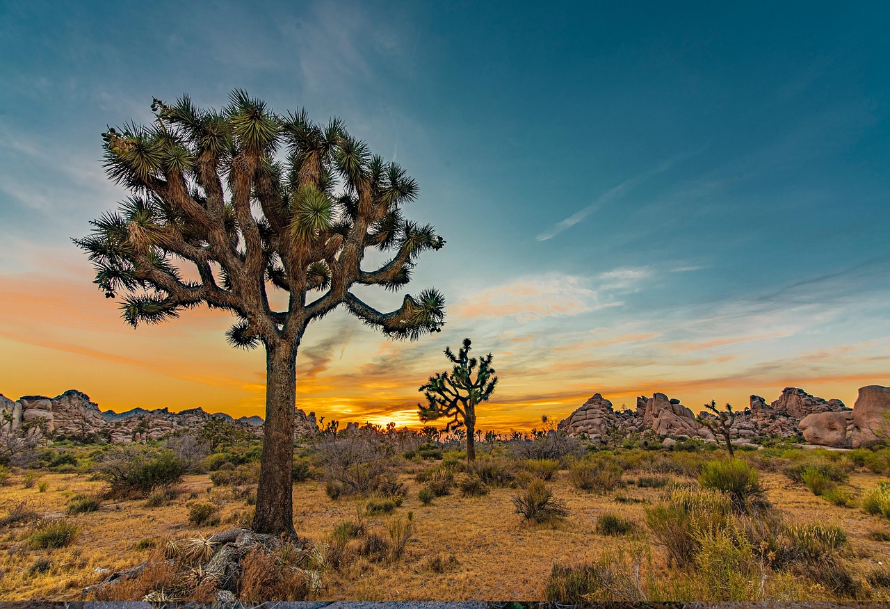 Joshua Tree desert