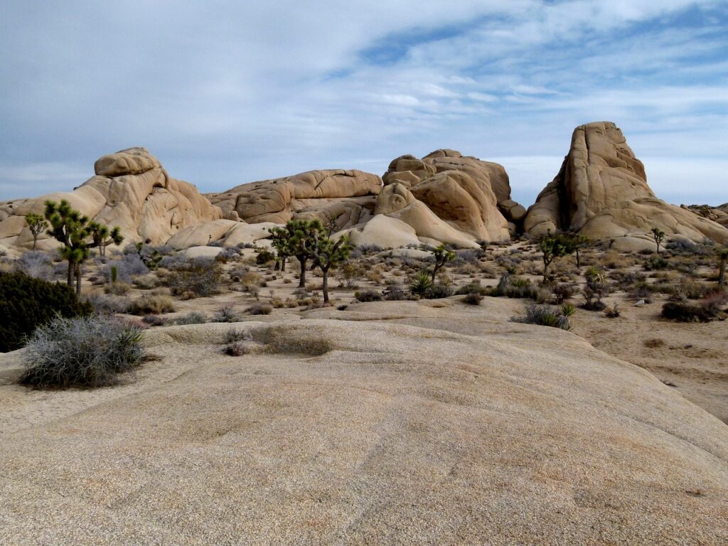 Joshua Tree park
