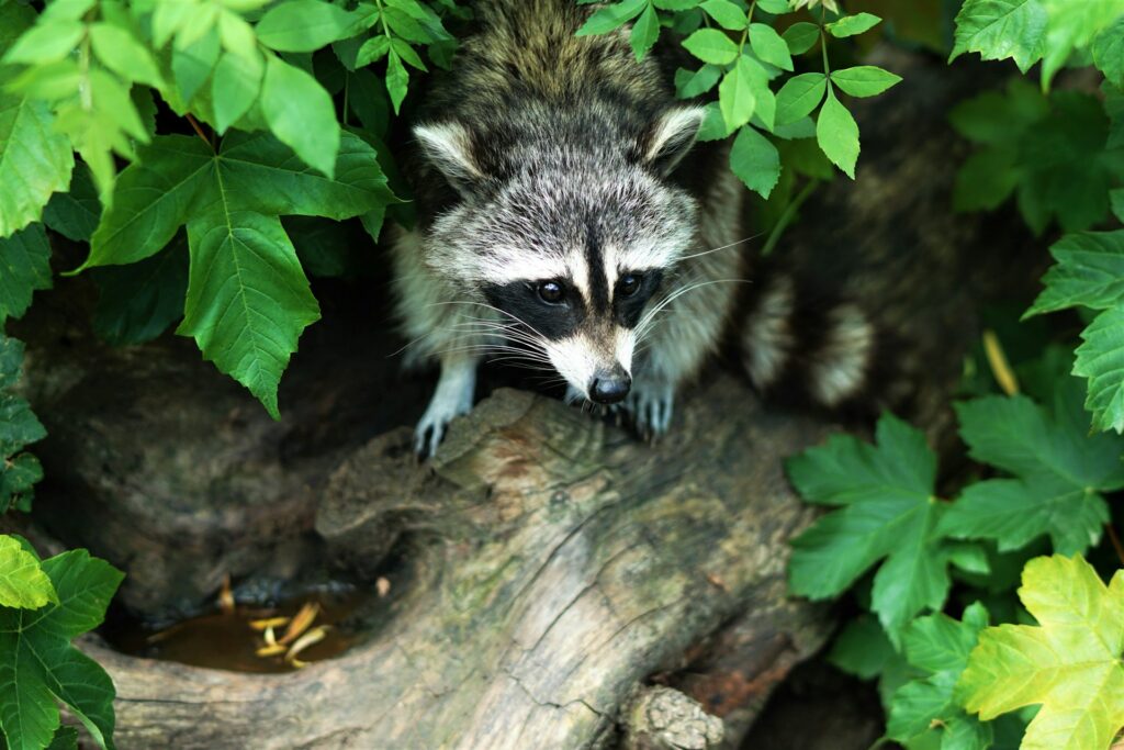 A view of a raccoon hiding